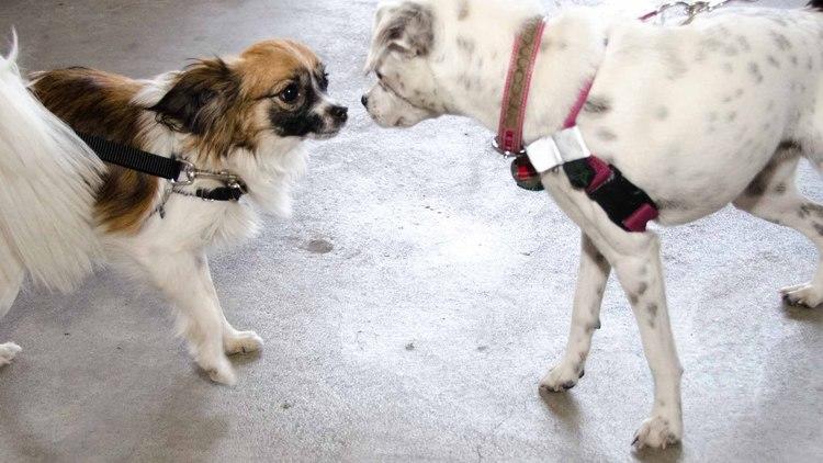 Brooklyn Mutt Show (Time Out, Photograph: Marielle Solan)