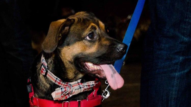 Brooklyn Mutt Show (Time Out, Photograph: Marielle Solan)