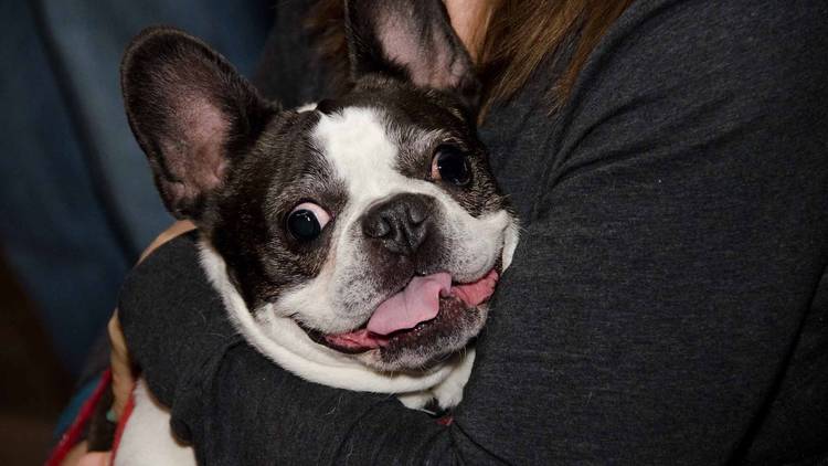 Brooklyn Mutt Show (Time Out, Photograph: Marielle Solan)