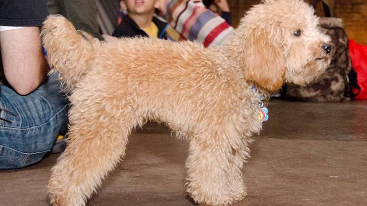 Brooklyn Mutt Show (Time Out, Photograph: Marielle Solan)