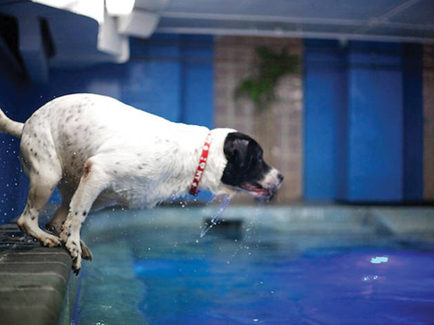 Water 4 Dogs Water 4 Dogs