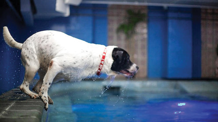 where can dogs swim in nyc