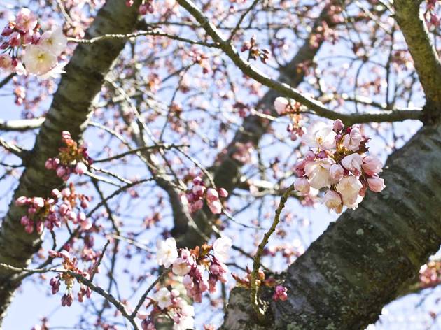 (Photograph: Caroline Voagen Nelson)