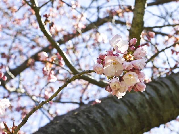 (Photograph: Caroline Voagen Nelson)