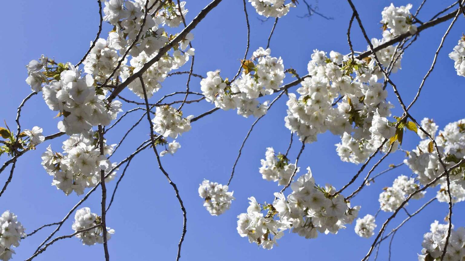 Photos: Hanami At Brooklyn Botanic Garden