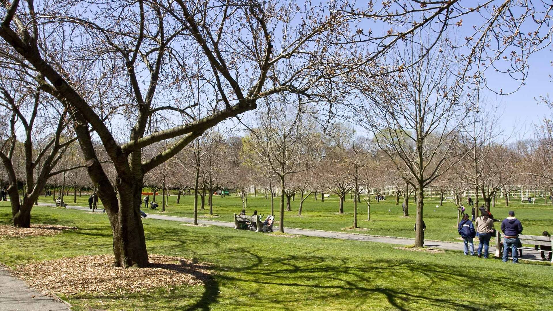 Photos: Hanami at Brooklyn Botanic Garden