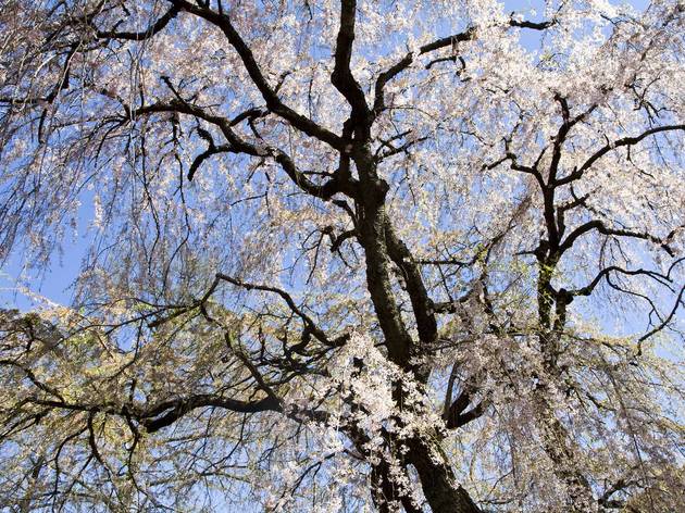 (Photograph: Caroline Voagen Nelson)