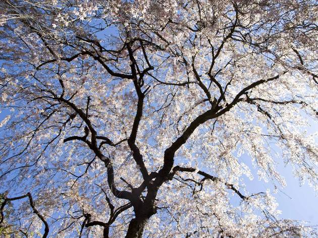 Photos: Hanami at Brooklyn Botanic Garden