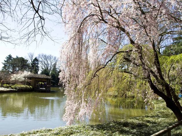 Photos: Hanami at Brooklyn Botanic Garden