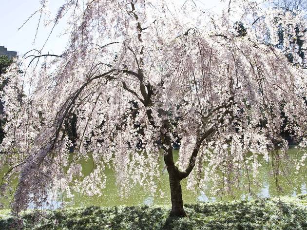 Photos: Hanami at Brooklyn Botanic Garden