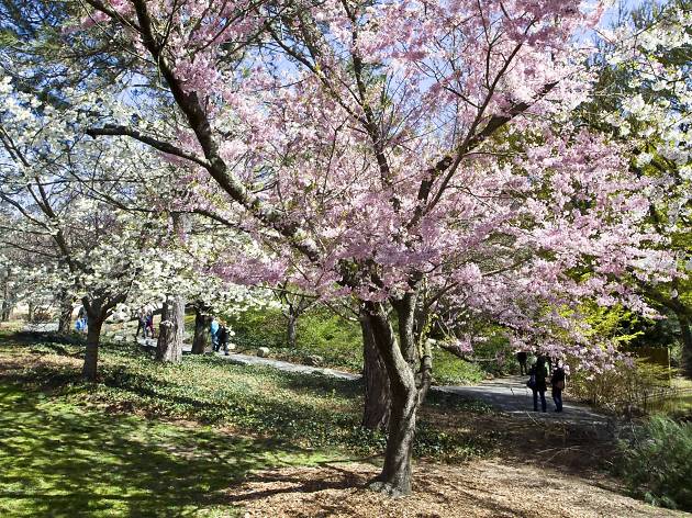 brooklyn botanic garden