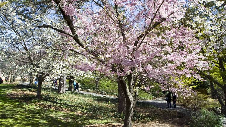 blossom trees in brooklyn botanical garden 