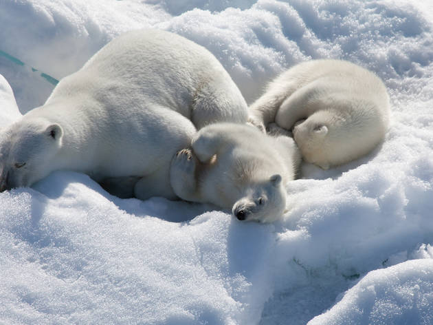 To the Arctic 3D To the Arctic 3D