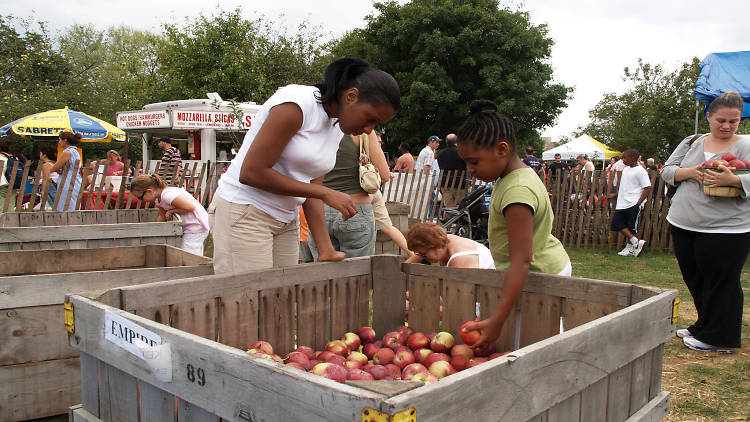 Adventure to the Queens County Farm Museum