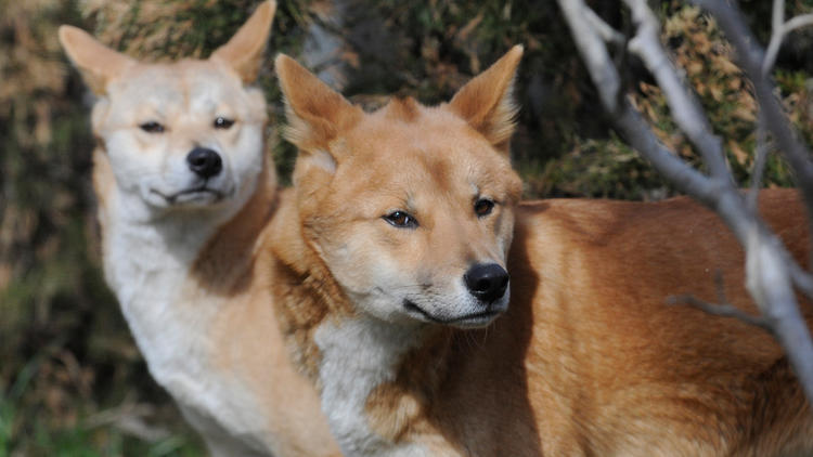 Dingos (Photograph: Julie Larsen Maher © WCS)