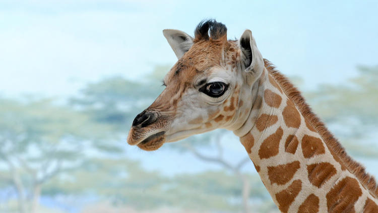 Baringo giraffe calf (Photograph: Julie Larsen Maher © WCS)