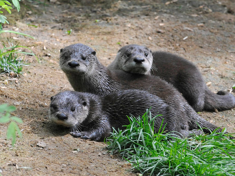 North American river otters (Photograph: Julie Larsen Maher © WCS)