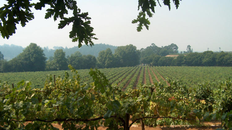 Vinho Verde vineyard