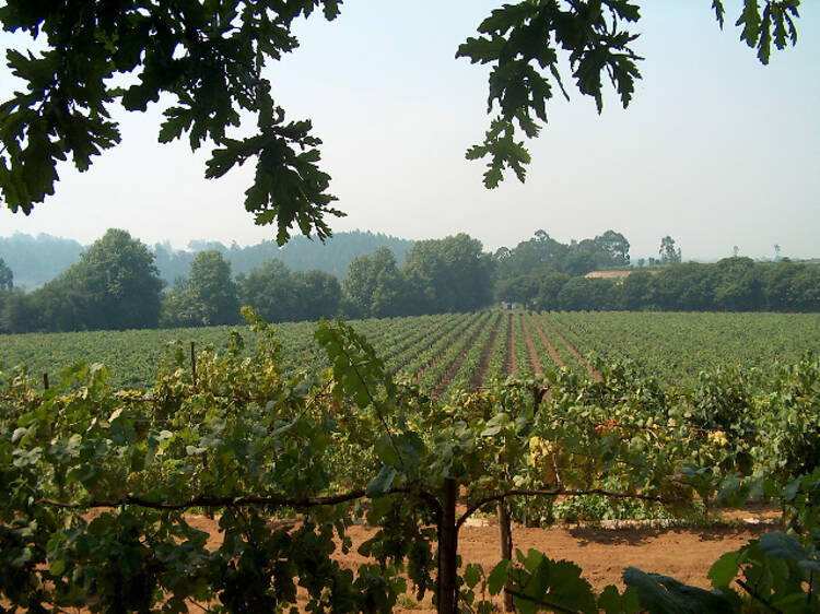 Vinho Verde vineyard