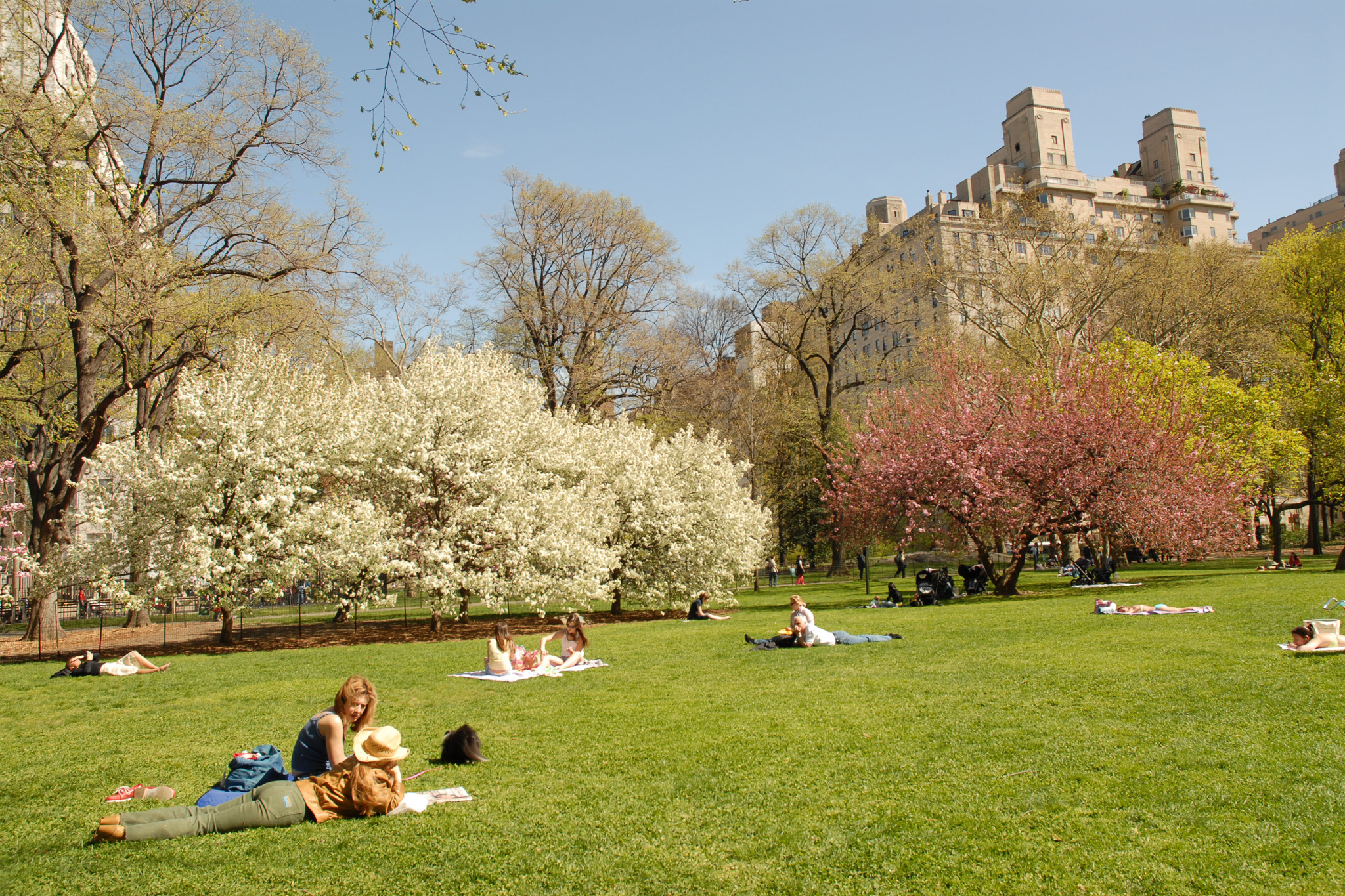 Best picnic spots in Central Park for a picturesque ...