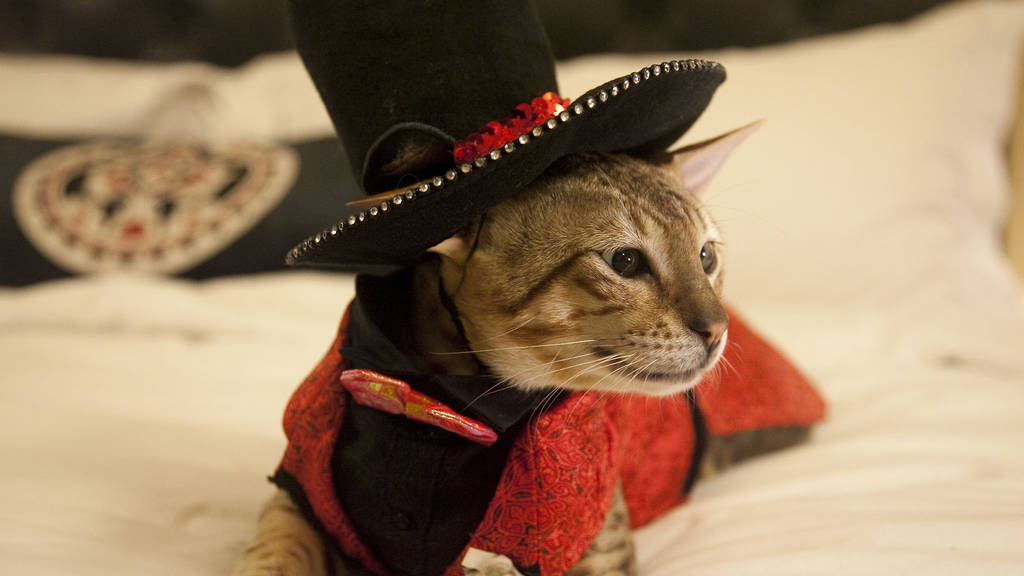 Photos from the Algonquin Hotel's Cat Fashion Show (SLIDE SHOW)