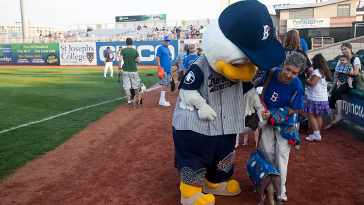 Your Guide To Seeing The Brooklyn Cyclones At Coney Island's MCU