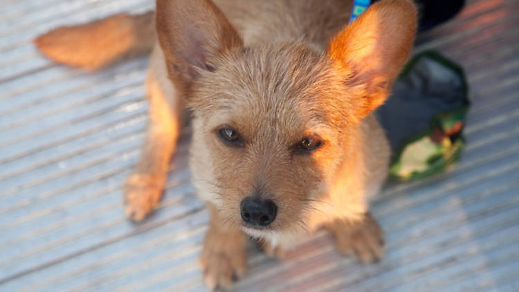 Bark in the Park with the Brooklyn Cyclones