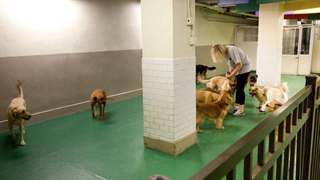 New York Dog Spa & Hotel Shopping in Flatiron, New York
