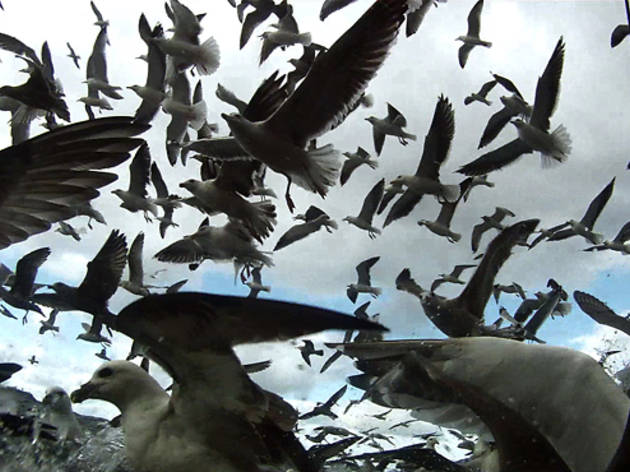 New York Film Festival 2012: Leviathan