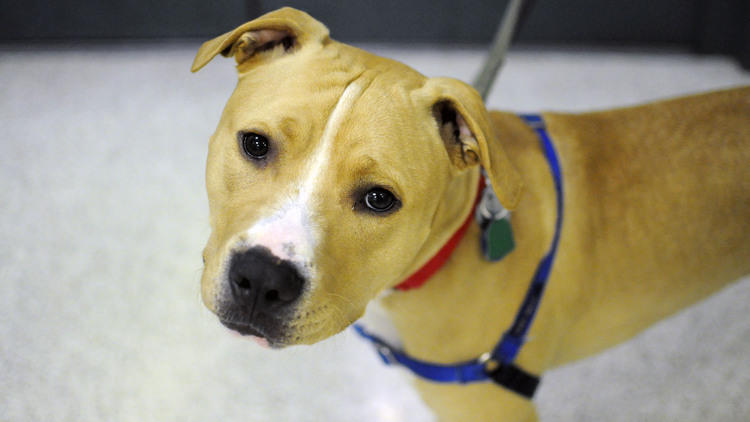 Adopt A New York City Shelter Dog For Adopt A Shelter Dog Month