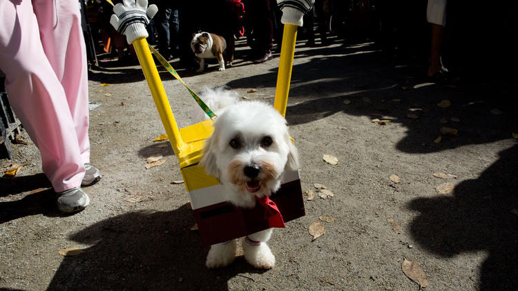 The 31st annual Tompkins Square Halloween dog parade, Art and design