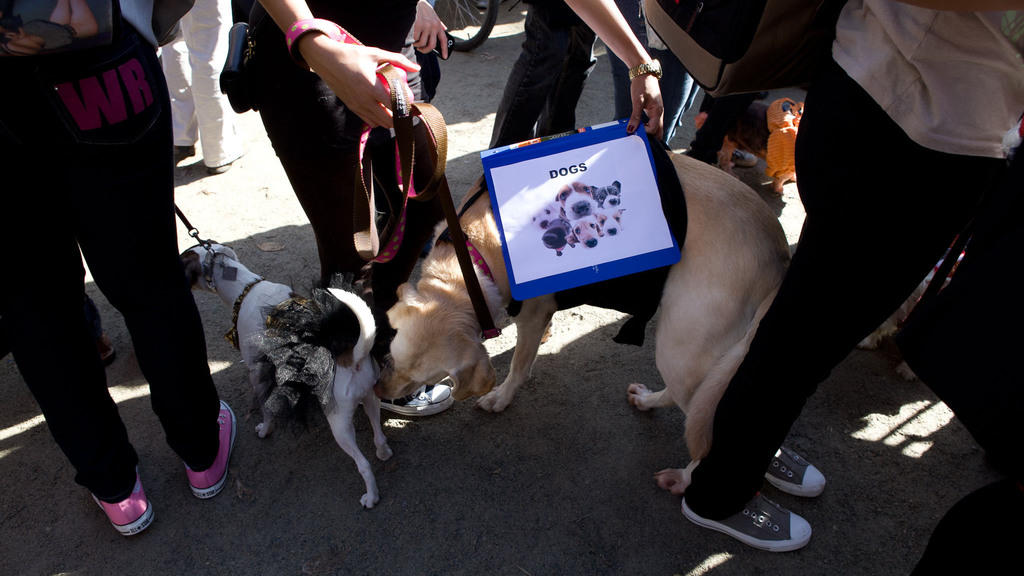 The Tompkins Square Park Halloween Dog Parade is returning in 2024!