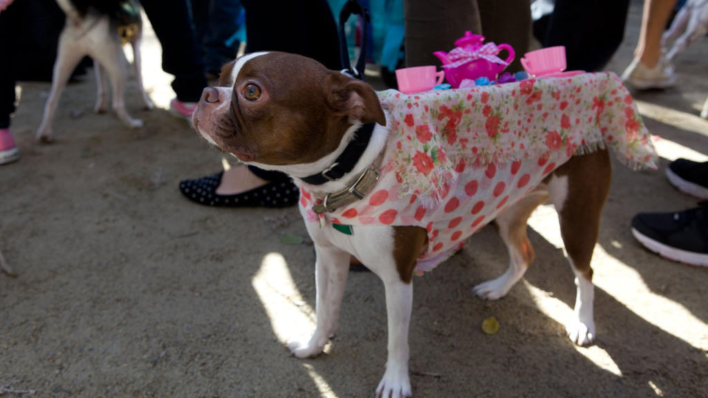 The Tompkins Square Park Halloween Dog Parade is returning in 2024!