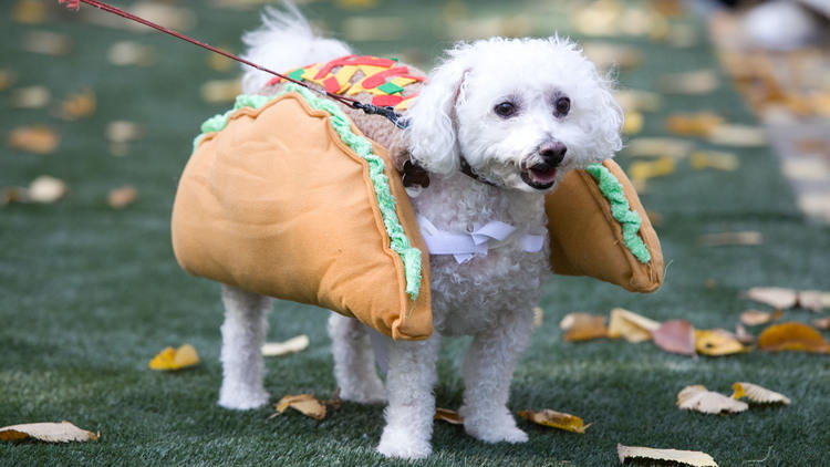 The 31st annual Tompkins Square Halloween dog parade, Art and design