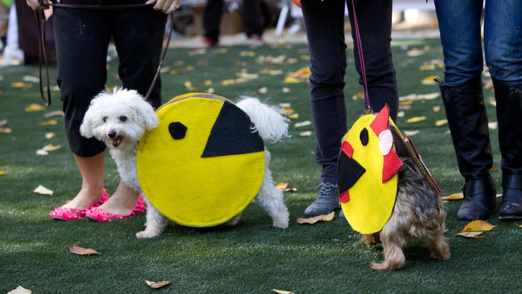 Yankees dog The 21st Annual Tompkins Square Halloween Dog Parade