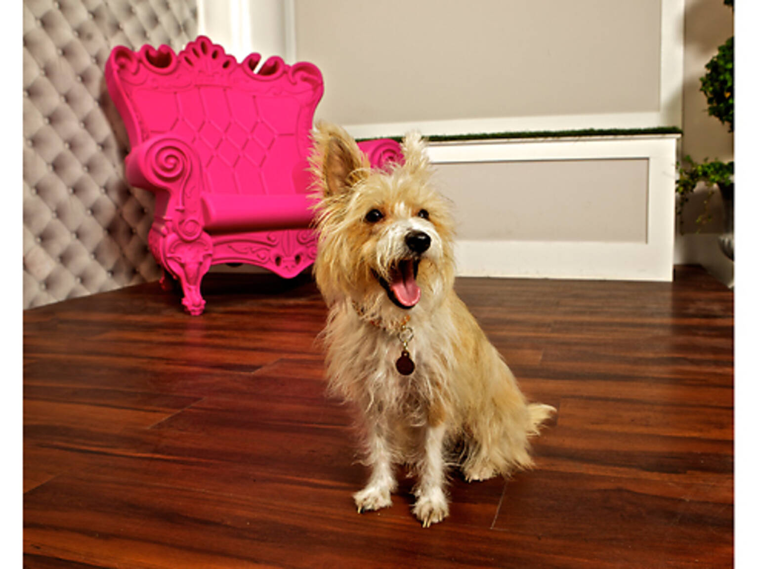 Find a great pet store in New York City