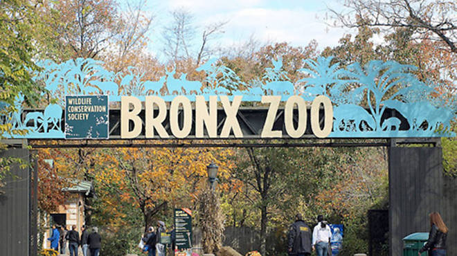 Things to do in the Bronx