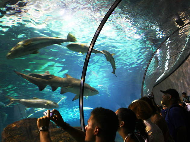 L'Aquarium L'Aquarium