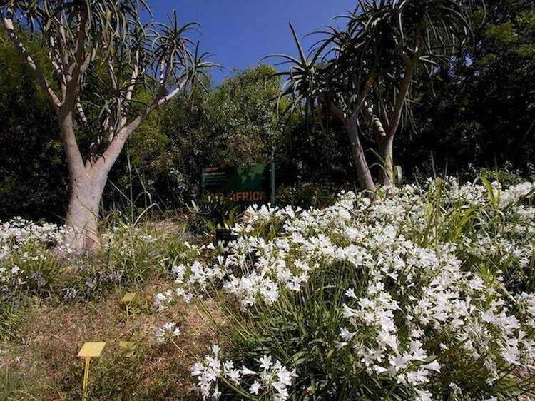 El jardí botànic