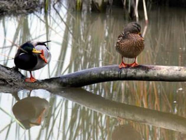 Pájaros Pájaros