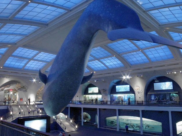 American Museum of Natural History, Milstein Hall American Museum of Natural History, Milstein Hall, New York museums