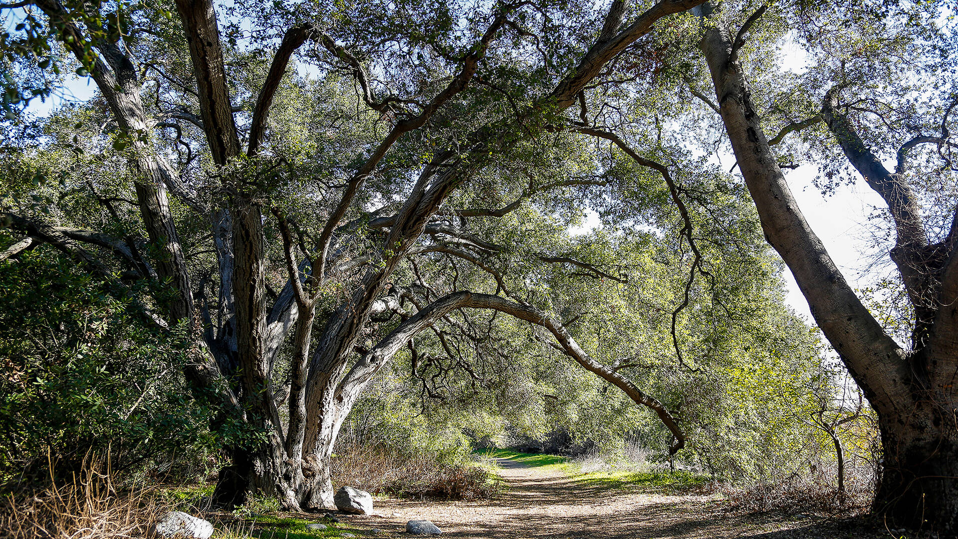 Eaton Canyon Falls | Things to do in Pasadena, Los Angeles