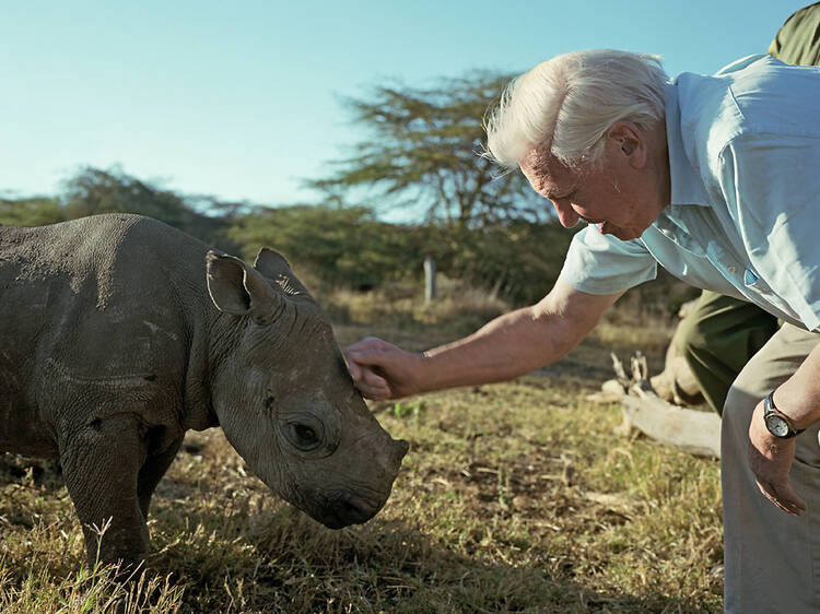 Africa, David Attenborough