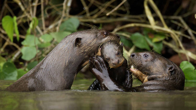 Natural World: Giant Otters of the Amazon