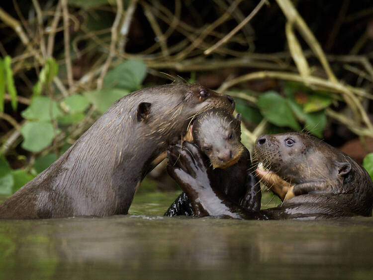 Natural World: Giant Otters of the Amazon Natural World: Giant Otters of the Amazon