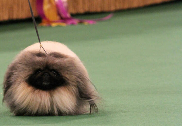  Go behind-the-scenes at the Westminster Kennel Club Dog Show