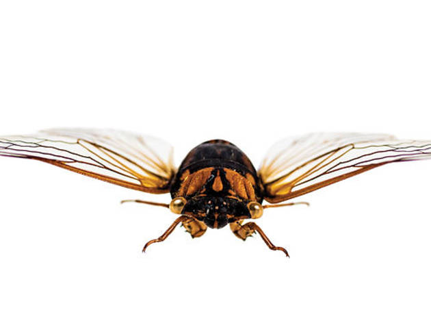 picture of a cicada