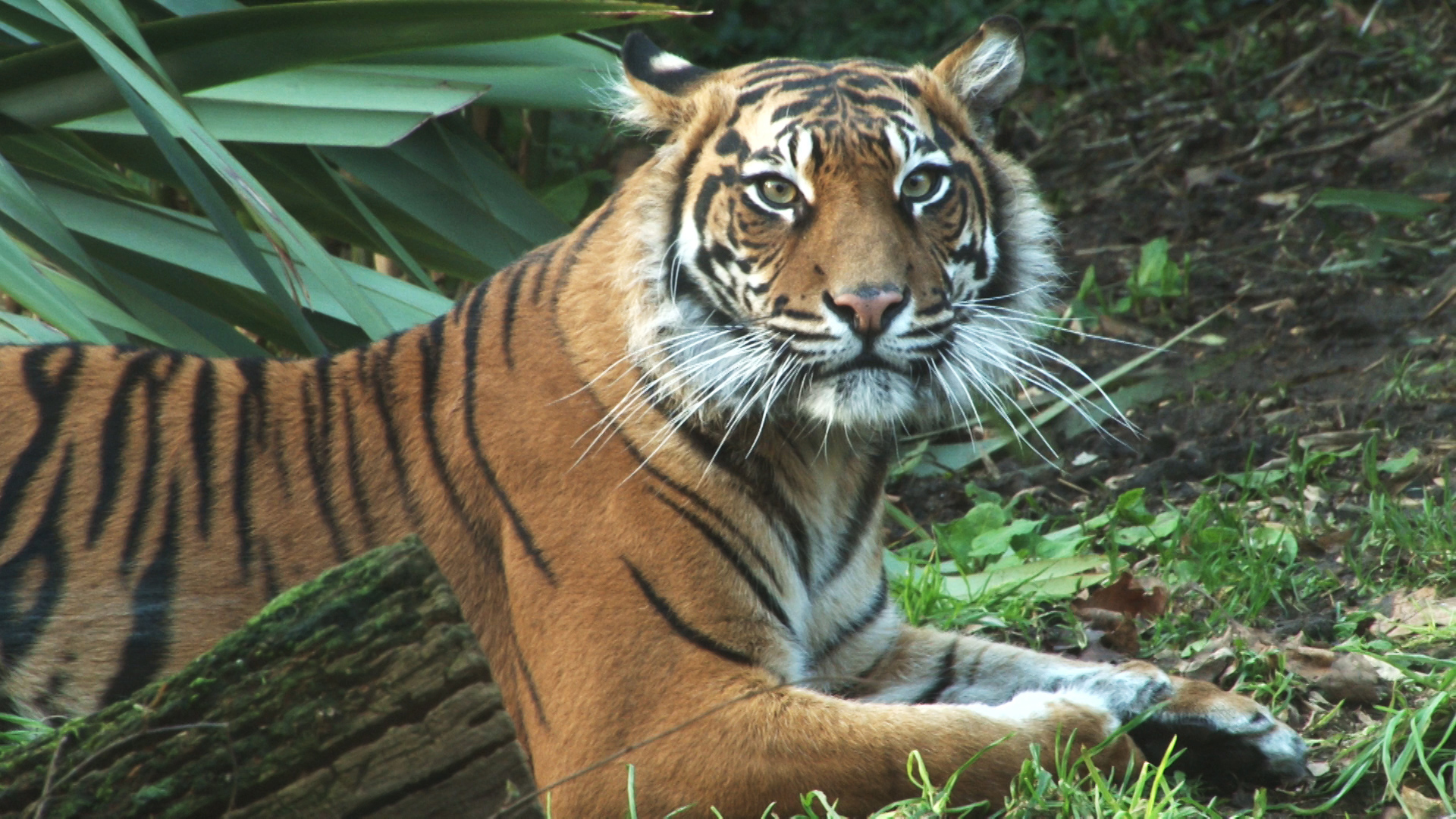 Win a tiger experience at London Zoo - Competition - Time Out London