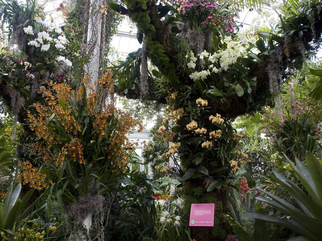The Orchid Show | New York Botanical Garden | Bronx, NY | Museums in ...