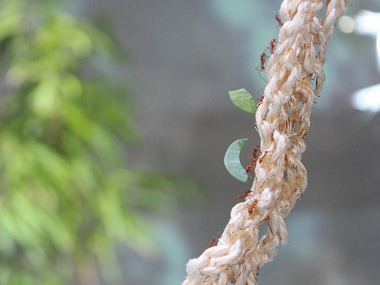 Planet Ant: Life Inside the Colony